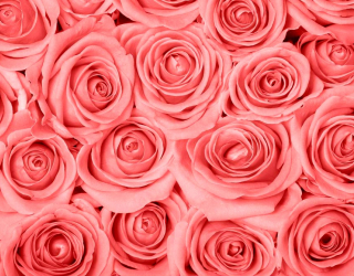 Фотошпалери Кремово-рожеві троянди 9757
