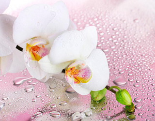 Фотообои Две белых орхидеи 12535