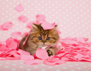 Фотошпалери кошеня в пелюстках троянд 20677