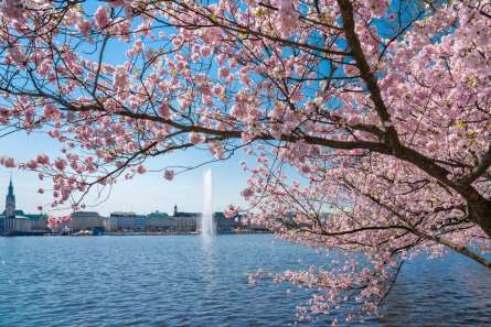 Фотообои сакура над рекой с фонтаном Фотообои сакура над рекой с фонтаном