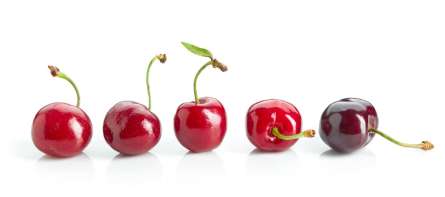 Фотошпалери п'ять вишеньок Фотошпалери п'ять вишеньок