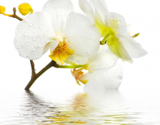 Фотообои Белоснежная орхидея в воде 5122