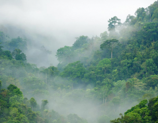 Фотообои тропический лес 20445