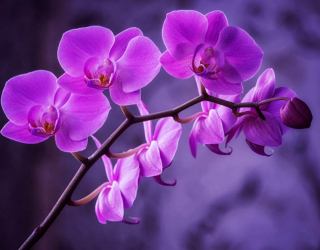 Фотообои орхидея 28257