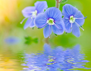 Фотошпалери Блакитні квіти 4569