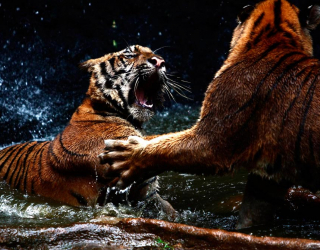 Фотошпалери Бійка тигрів 5832