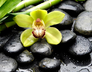 Фотошпалери Зелена орхідея, камені 10233
