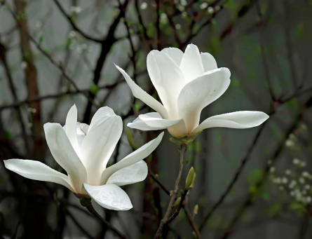 Фотообои Белоснежные цветки
