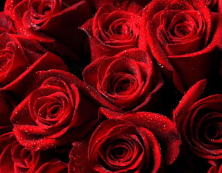 Фотошпалери Букет троянд червоного кольору 10368