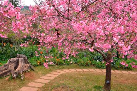 Фотообои Цветущие вишни