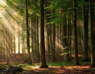 Фотообои Деревья 30537