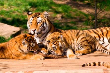 Фотообои Семья тигров Фотообои Семья тигров
