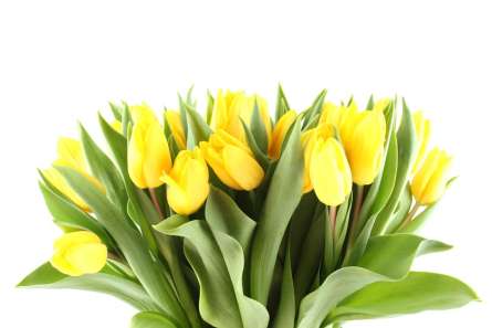 Фотообои желтые тюльпаны Фотообои желтые тюльпаны