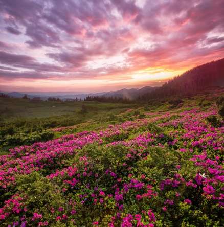 Фотошпалери захід сонця над бузковими квітами