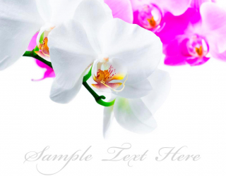 Фотообои Бело-розовые орхидеи 7308