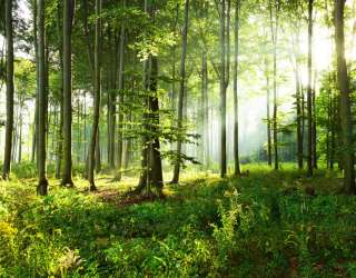 Фотообои Зелёные деревья 26071