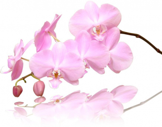 Фотошпалери Рожево-білі орхідеї 8324