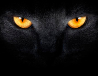 Фотообои Черная кошка 1247