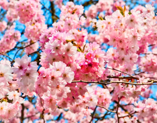 Фотообои Цветение розового дерева 6873