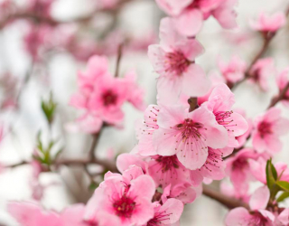 Фотообои Вишневые цветки весной 3149