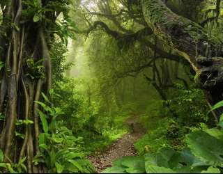 Фотообои Джунгли тропические 33779