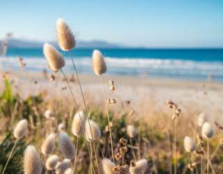 Фотообои Сухоцветы у моря 27462