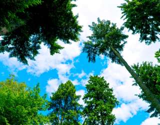 Фотошпалери Вид на дерева 15273