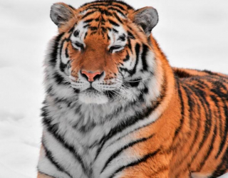 Фотошпалери Тигр в снігу 13740