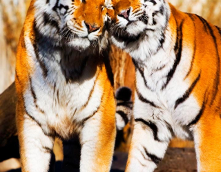 Фотошпалери Любов тигрів 7919
