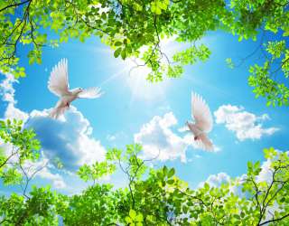 Фотошпалери гілки і голуби для стелі 27394