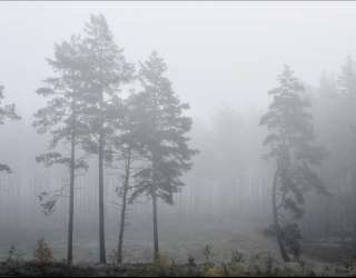 Фотообои туманный лес 31552