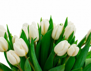 Фотообои Белые тюльпаны 12873