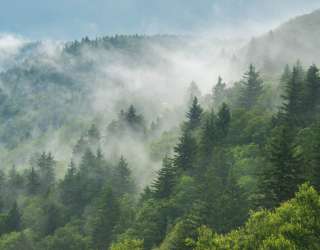 Фотообои Зелёный туманный лес 28686