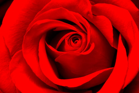 Фотообои Красная роза