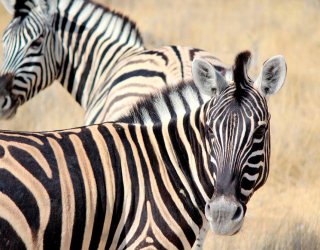 Фотообои Настороженные зебры 1162