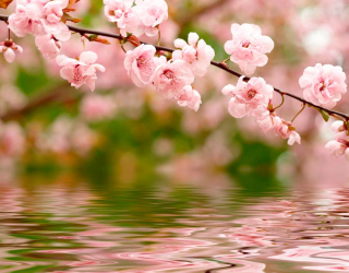 Фотошпалери Річкова вишня цвіте 1459