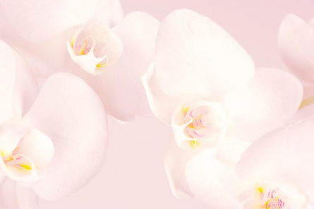 Фотообои Орхидеи распустились