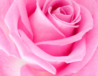 Фотошпалери Макро-зйомка рожевої троянди 10015