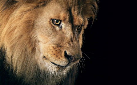 Фотообои морда льва