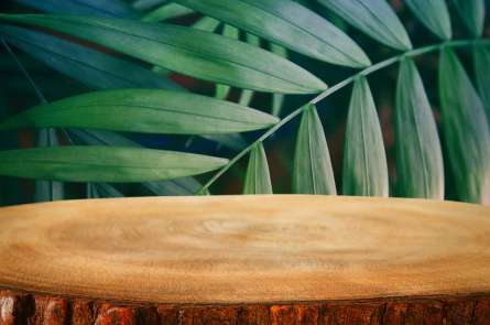 Фотообои пенек в лесу