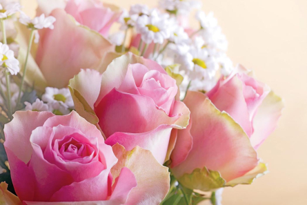 Фотошпалери Рожеві троянди