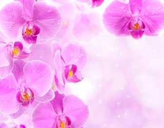 Фотообои Лиловая орхидея 4779