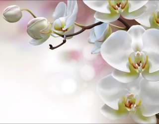 Фотошпалери Орхідеї 32281