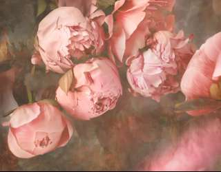 Фотошпалери Рожеві півонії 31534