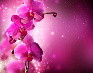 Фотообои Малиновые орхидеи веткой 10714