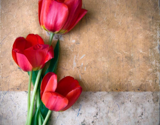 Фотообои Три красных тюльпана 9597