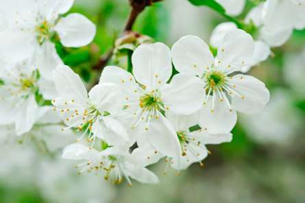 Фотошпалери Фотошпалери цвіте Черешня Фотошпалери Фотошпалери цвіте Черешня