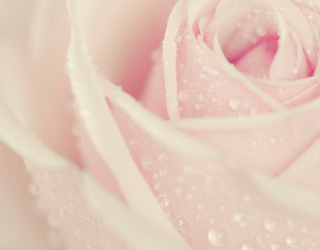 Фотообои Капли росы на розе 6074