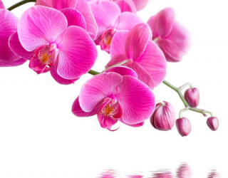 Фотообои Орхидеи малиновые 2252