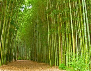Фотообои Много бамбука 7934